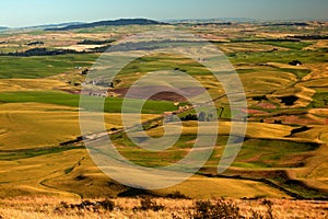 Farms Yellow Green Fields Palouse Washington photo