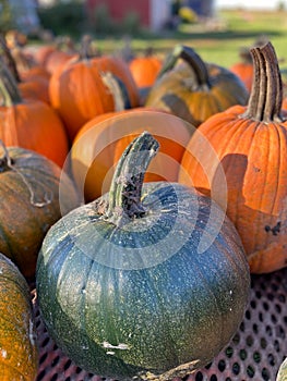 Farmstand with rows of pumpkins in various colors of orange and green.