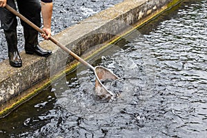 Farmworker catching trout on fish farm photo