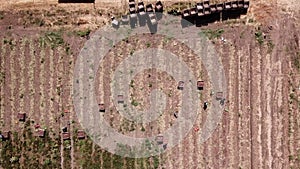 Farmworker manual picked Red Onions in an agriculture field. Aerial view.