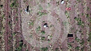 Farmworker manual picked Red Onions in an agriculture field. Aerial view.