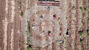 Farmworker manual picked Red Onions in an agriculture field. Aerial view.