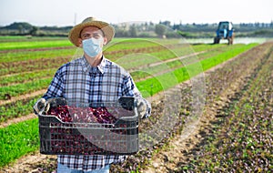 Farmworker in medical mask with box of red spinach on field photo