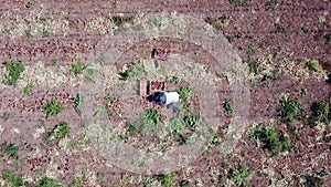 Farmworker picked Red Onions in an agriculture field. Aerial view.