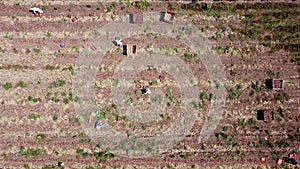 Farmworker picked Red Onions in an agriculture field. Aerial view.