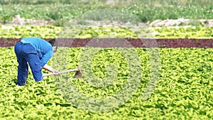 Farmworker shoveling or hoeing soil with a hoe in a lettuce plantation agricultural field in Spain photo