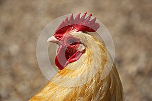 Farmyard chicken