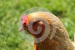 Farmyard Chicken.