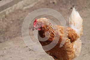 Farmyard Chicken Hen.