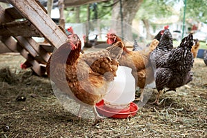 Farmyard chickens around a plastic feeder