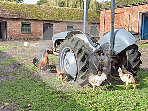 Farmyard chickens by an old farm tractor