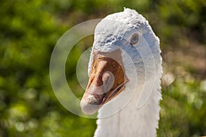 Farmyard goose
