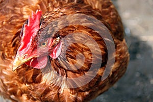 A farmyard hen chicken