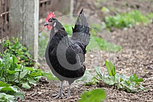 Farmyard Hen