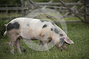 Farmyard Pig