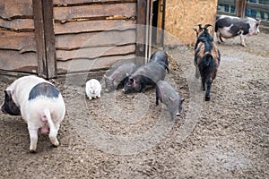 A farmyard, a pig, a rabbit and a goat