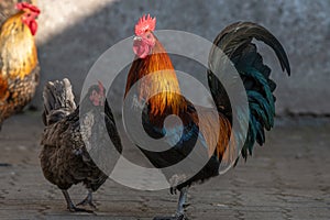 Farmyard rooster and hen on an educational farm