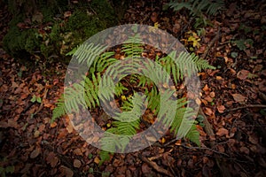 Farn with foliage background in undergrowth