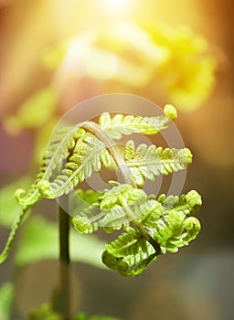 Farn leaf in the morning golden yellow sunray