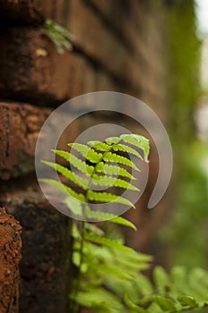 Farn tree on the wall