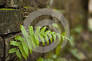 Farn tree on the wall