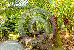 Farn trees in the jungle from Lost gardens of Heligan Cornwall U