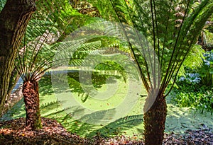 Farn trees in the jungle from Lost gardens of Heligan Cornwall U