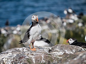 Farne Island Puffins