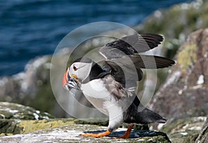 Farne Island Puffins with sand eels