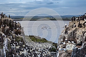 The Farne Islands