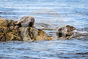 Farne Islands Grey Seals