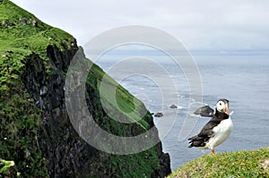 Faroe isalnd puffins and cliff