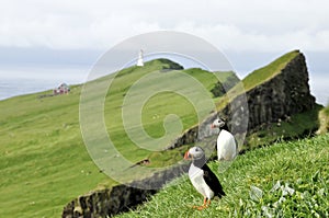 Faroe island puffins and light house