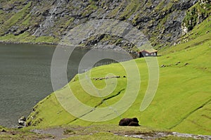 Faroe Islands sheep and hill