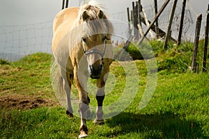 Faroese Pony