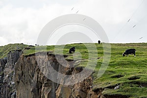 Faroese Sheep