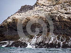 Farollon Islands Wildlife Refuge View, Birds Nesting