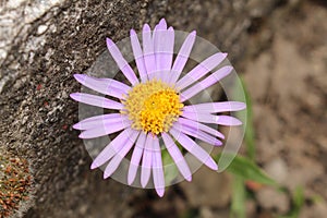 `Farrer`s Aster` flower - Aster Farreri