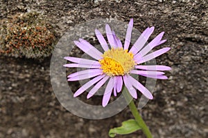 `Farrer`s Aster` flower - Aster Farreri