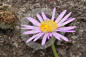 `Farrer`s Aster` flower - Aster Farreri