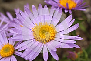 `Farrer`s Aster` flower - Aster Farreri