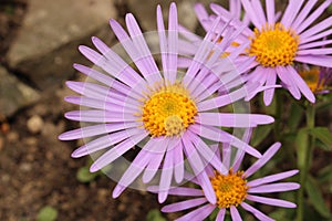 `Farrer`s Aster` flower - Aster Farreri