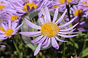 `Farrer`s Aster` flower - Aster Farreri