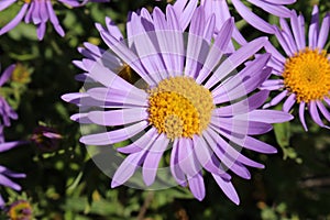 `Farrer`s Aster` flower - Aster Farreri