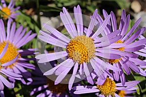 `Farrer`s Aster` flower - Aster Farreri