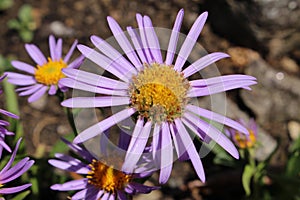 `Farrer`s Aster` flower - Aster Farreri