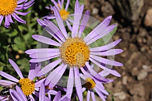 `Farrer`s Aster` flower - Aster Farreri