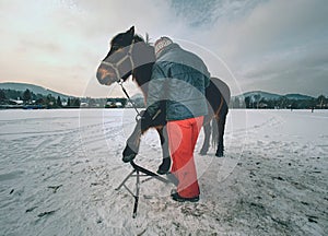 Farrier assistant keeps brown horse with front leg on steel tripod