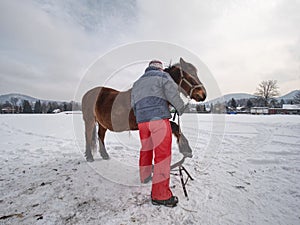 Farrier assistant keeps brown horse with front leg on steel tripod