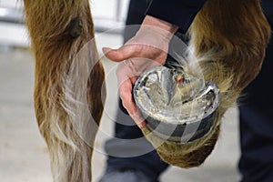 Farrier checking horse`s hoof